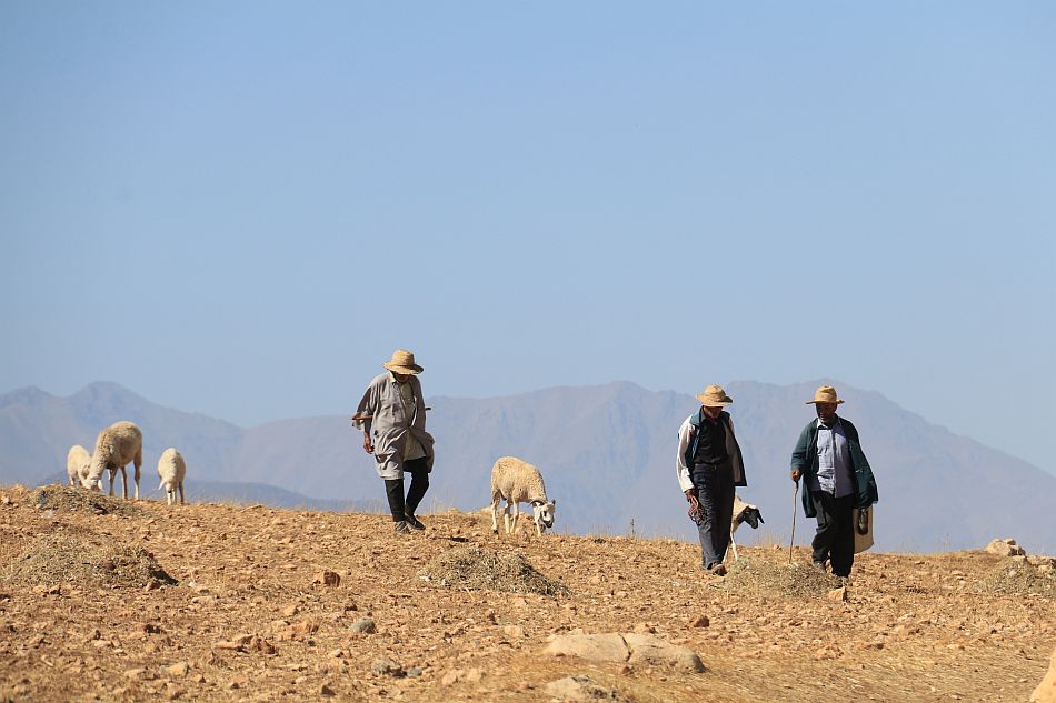Farmers walking with their sheep in the Moroccan mountains. Photo: Pierre Restoul / IWMI
