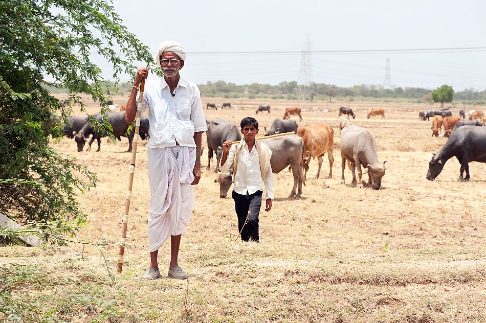 Shepherds with their herd in a dry pasture in India. Photo: Hamish John Appleby / IWMI