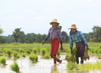 Women engaged in paddy transplanting. Pyawt Ywar Irrigation Scheme, Myinmu Township, Sagaing District, Myanmar. Photo: Sanjiv de Silva / IWMI