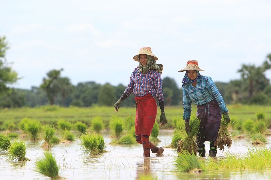 Women engaged in paddy transplanting. Pyawt Ywar Irrigation Scheme, Myinmu Township, Sagaing District, Myanmar. Photo: Sanjiv de Silva / IWMI