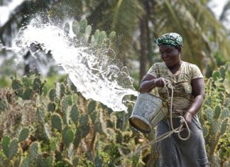 Woman watering crops. Photo: Joe Ronzio / IWMI