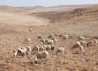 Drought in morocco. Pierre Restoul / IWMI