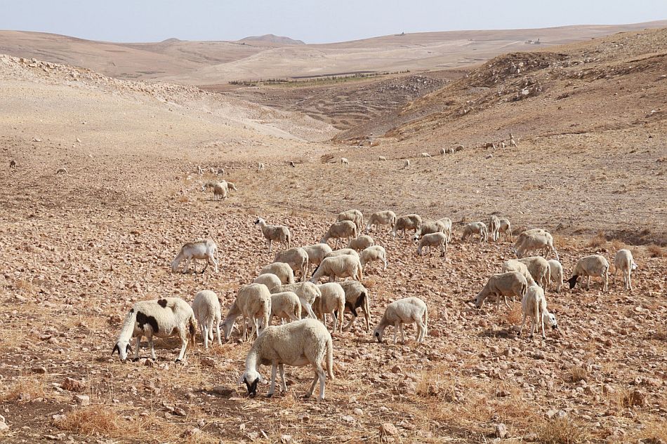 Planning for drought in MENA