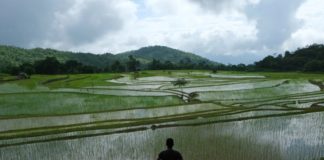 Climate change is hurting India’s rice crop