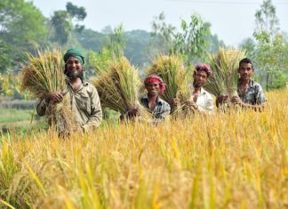 Bengali farmers harvest rice paddies. Photo: Neil Palmer / IWMI