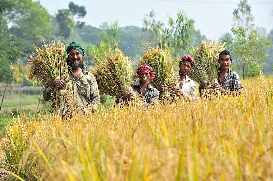 Bengali farmers harvest rice paddies. Photo: Neil Palmer / IWMI