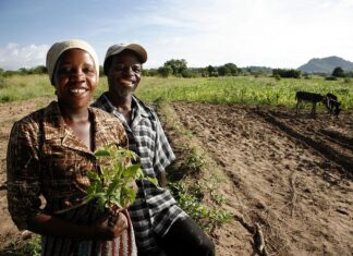 Harvesting agricultural crop in Zimbabwe. Photo: David Brazier / IWMI