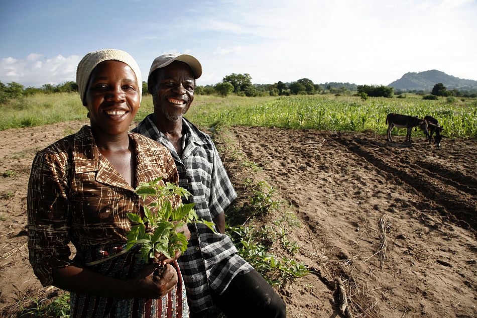 Harvesting agricultural crop in Zimbabwe. Photo: David Brazier / IWMI