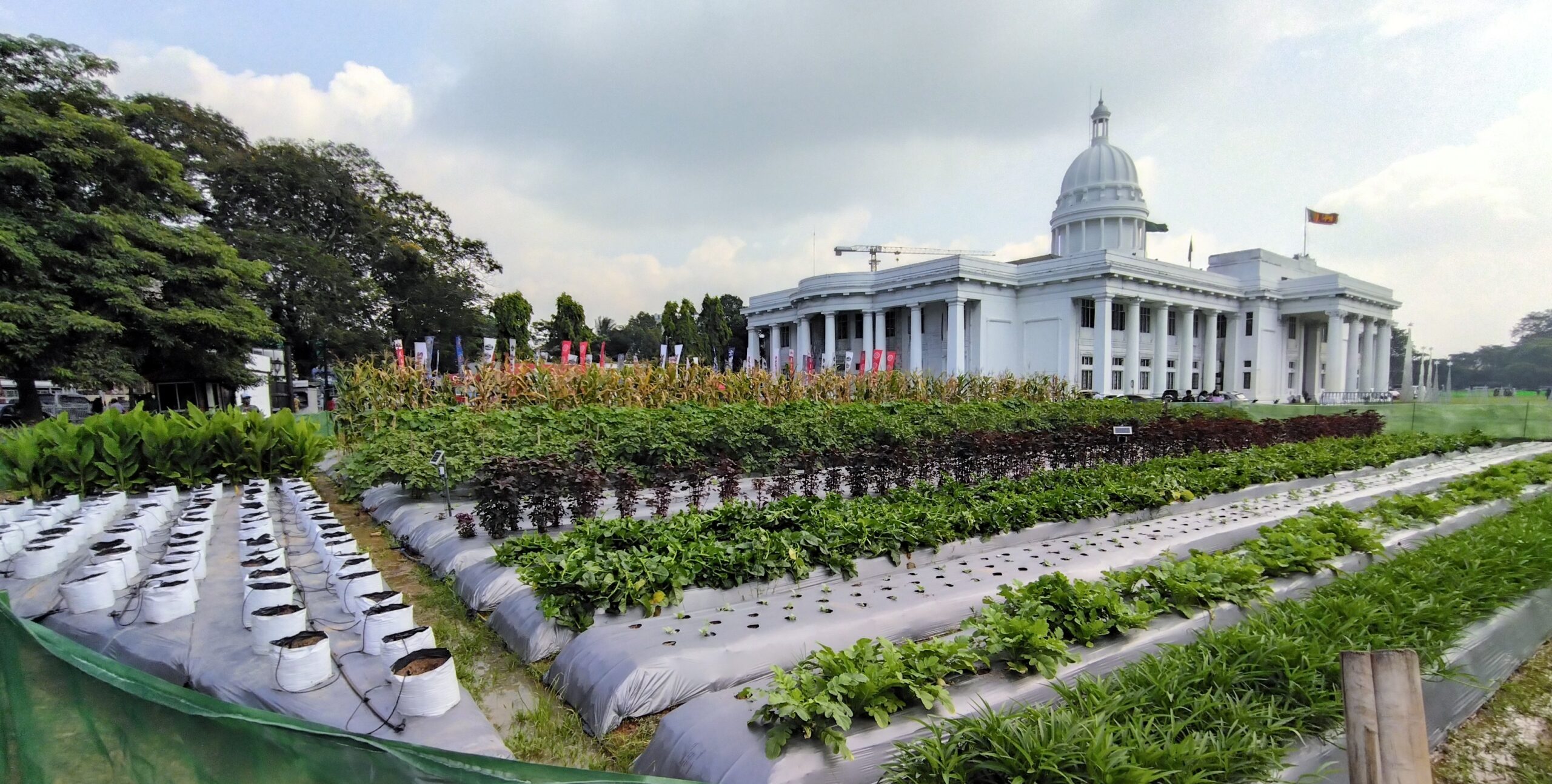 Urban farming at the Town Hall of Colombo, Sri Lanka. Photo: IWMI