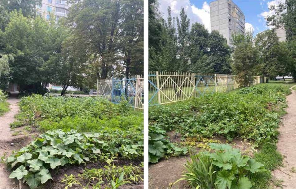 Vegetables replacing ornamental plants in Kharkiv, Ukraine, sheltered between high buildings during the war. (Photos: Lytovchenko and Nekhaienko 2022)