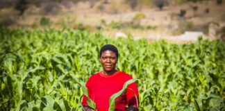 Farmer with her maize crop, Chochocho Irrigation Scheme located in the Inkomati Catchment, South Africa