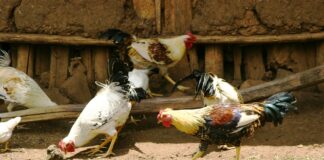 Indigenous chicken flock foraging in Ethiopia. Photo: ILRI