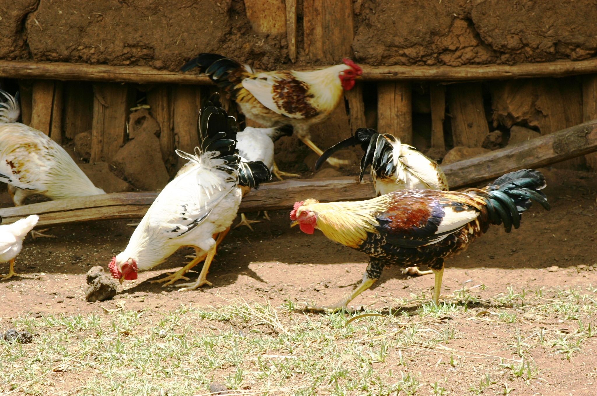 Indigenous chicken flock foraging in Ethiopia. Photo: ILRI