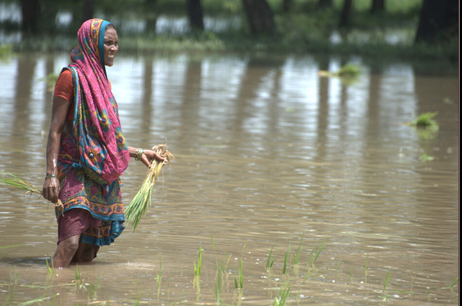 A farmer surveys her ruined onion crop after flooding in India. Photo: Dakshina Murthy / IWMI