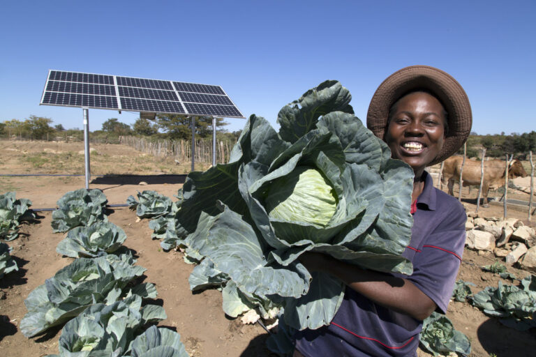 Woman with her cabbage harvest.