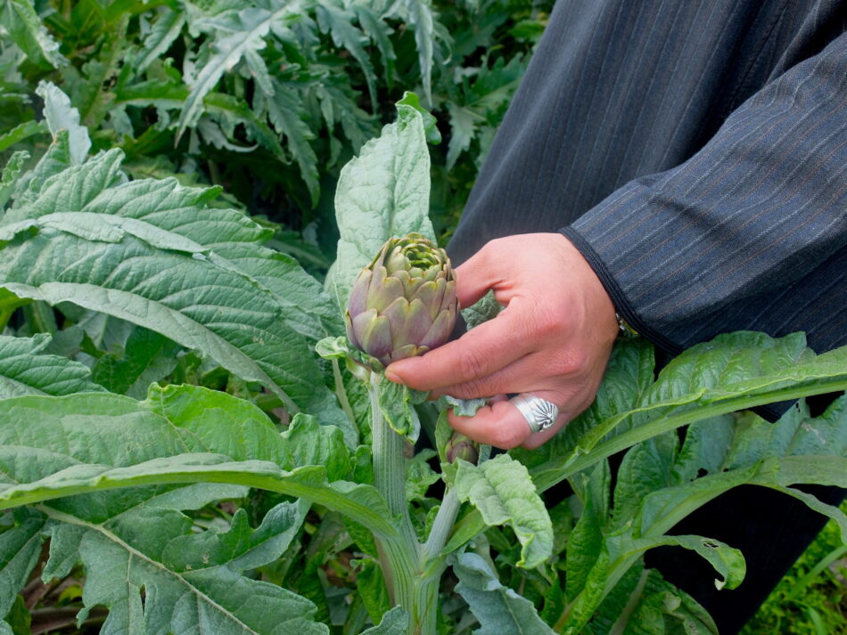 Artichoke is a profitable crop, requiring sufficiently abundant water of decent quality. Photo: Louise Sarant / IWMI 