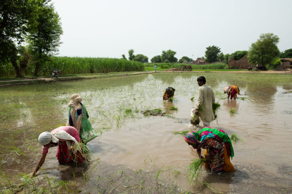 Women agriculture workers. Photo: IWMI Pakistan